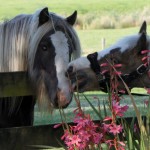 Armani & Highlander two silver dapple Gypsy Cob colts i Australia