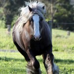 Armani having a canter silver dapple Gypsy Cob colt Vic Australia cantering