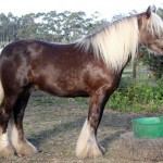 Silver dapple Gypsy Cob Surrey Springs Armani Silver dapple Gypsy Cob stallion Armani Surrey Springs Australia