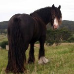 The Black Teddy Mare Gypsy Cob mare imported from England to Australia. Lives in Victoria.