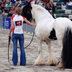 The Paladin Gypsy Cob stallion Australia ~ The Paladin at Equitana 2008