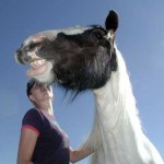 Tia happy to be out of quarantine Gypsy Cob filly Tia funny photo