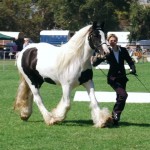 Champion Gypsy Cob mare Tia ~ Melbourne Summer Royal. Show champion Gysy Cob mare Tia. Supreme champion Melbourne summer Royal, Werribee VIC