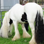The Paladin APSB Judge's Seminar Black and white Gypsy Cob stallion Victoria The Paladin