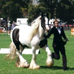 Tia being run out at the Royal by Melinda Gypsy Cob mare at Royal horse show