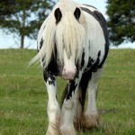 Domino 2014 Gypsy Cob Mare Brackenhill Domino at Surrey Springs Victoria 2014