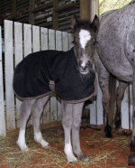 Baby Forget Me Not Bucksking Gypsy Cob partbred filly for sale.