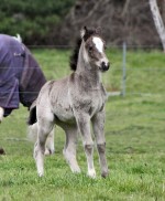 Buckskin Gypsy Cob Part-bred Filly Gypsy Cob filly VIC Australia for sale