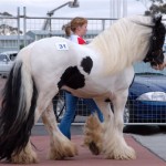 The Paladin with Louise again! Beautiful Paladin at Melbourne Equitana Gypsy Cob Stallion