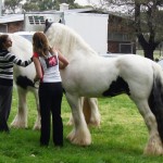 Melinda & Louse with Paladin and Tia Gypsy Cob stallion Australia - The Paladin with Louise Phillips at the APSB judge's semiinar