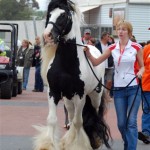Entering the Parade Equitana Beautiful Gypsy Cob Stallion in Australia The Paladin VIC